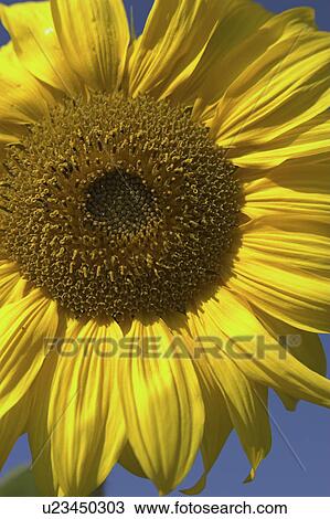 Stock Image - birdfeed, bloom, blossom, blue, Compositae, core. Fotosearch