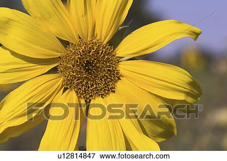 Stock Photo - birdfeed, bloom, blossom, blue, Compositae, core. Fotosearch