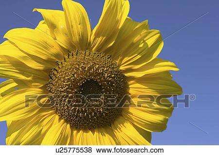 Stock Photo - birdfeed, bloom, blossom, blue, Compositae, core. Fotosearch