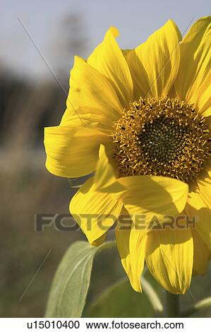 Stock Image - bloom, blossom, blue, brown, Compositae, core. Fotosearch