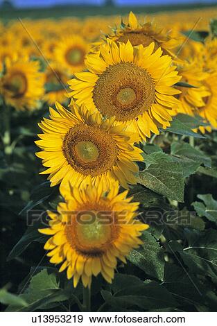 blooms, agriculture, blitheful, beautiful, alex, blue, acre View Large Photo Image Stock Photo - blooms, agriculture, blitheful, beautiful, alex, blue, acre. Fotosearch