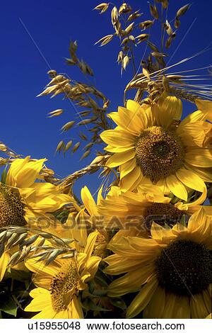 Stock Photo - blue, Bernhard, blossom, blooms, bloom, abloom. Fotosearch