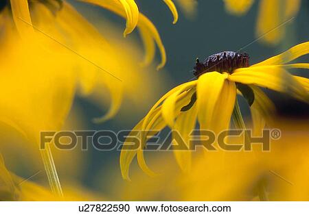 Stock Image - bluetenstempel, austria, black-eyed Susan, bloom, blossom, botany, calf. Fotosearch