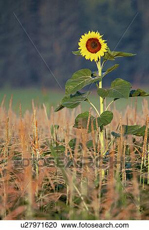 Stock Image - botany, agriculture, blossom, bloom, austria, calf, ackeranbau. Fotosearch