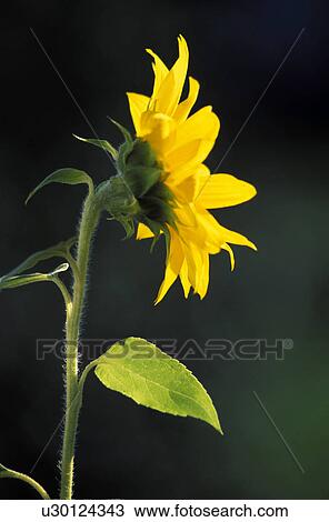 botany, back light, blossom, bloom, beam, burgenland, austria View Large Photo Image Stock Image - botany, back light, blossom, bloom, beam, burgenland, austria. Fotosearch