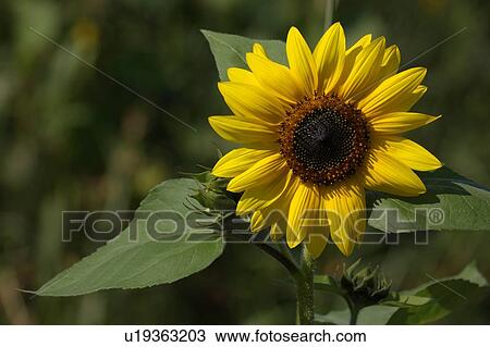 Stock Image - buds, alexandra, bud, brown, bloom, agriculture. Fotosearch