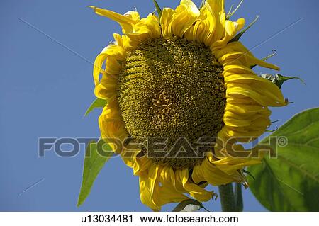 Stock Image - buss, alexandra, brown, blue, bloom, agriculture. Fotosearch
