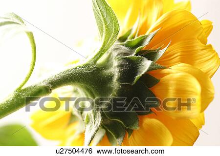 close-up, bloom, CLOSE, burkhard, blossom, abloom View Large Photo Image Stock Photograph - close-up, bloom, CLOSE, burkhard, blossom, abloom. Fotosearch