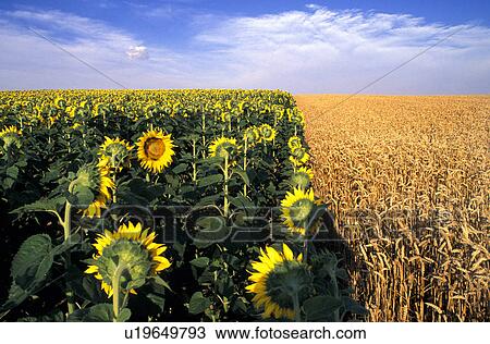 clouds, agriculture, calf, burgenland, austria, cornfield, acre View Large Photo Image Stock Image - clouds, agriculture, calf, burgenland, austria, cornfield, acre. Fotosearch