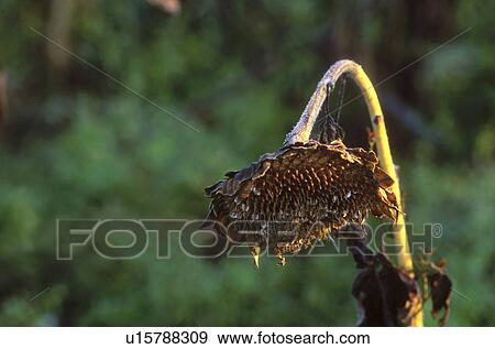 Stock Photo - condolement, austria, calf, bloom, autumn, dry, arid. Fotosearch