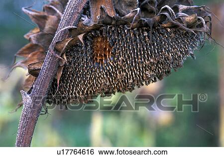 cores, austria, condolement, calf, autumn, dry, arid View Large Photo Image Stock Photograph - cores, austria, condolement, calf, autumn, dry, arid. Fotosearch