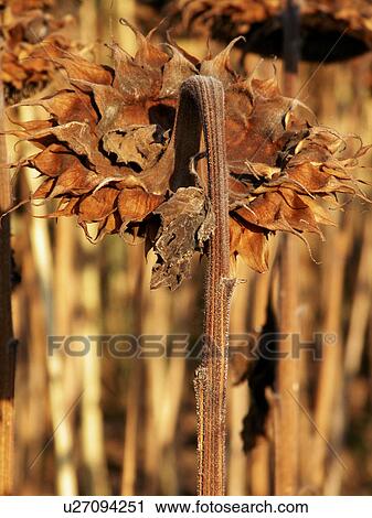 day, Austria, brown, back view, autumn, alfred View Large Photo Image Stock Image - day, Austria, brown, back view, autumn, alfred. Fotosearch