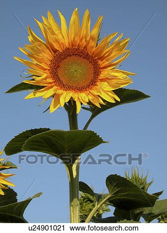 Stock Image - day, Austria, close-up, CLOSE, blue, alfred. Fotosearch