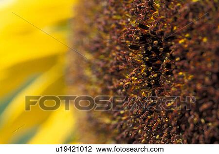 detailaufnahme, botany, detail, calf, bright, einzelblume, austria View Large Photo Image Stock Image - detailaufnahme, botany, detail, calf, bright, einzelblume, austria. Fotosearch