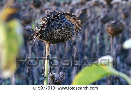 Stock Image - dries, arid, cores, calf, austria, dry, alto. Fotosearch