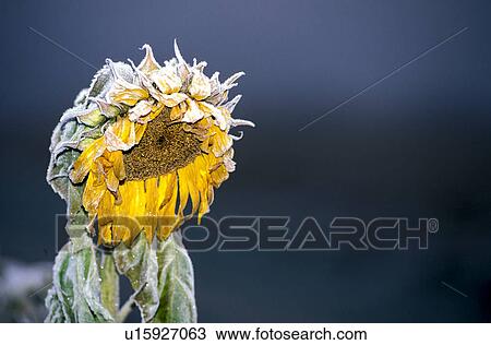 eiskristalle, austria, cold, calf, autumn, flora, acre View Large Photo Image Stock Image - eiskristalle, austria, cold, calf, autumn, flora, acre. Fotosearch