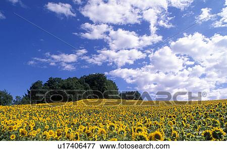Stock Photo - flora, beaming, clouds, calf, burgenland, helianthus, austria. Fotosearch