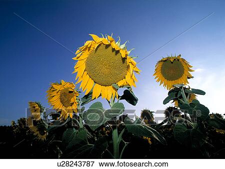 funny, beam, flower, flora, calf, glow, austria View Large Photo Image Stock Photo - funny, beam, flower, flora, calf, glow, austria. Fotosearch