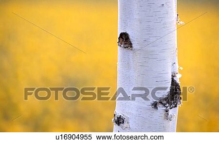 glowing, bark, calf, birchbark, birch trunk, Lower Austria, austria View Large Photo Image Stock Photography - glowing, bark, calf, birchbark, birch trunk, Lower Austria, austria. Fotosearch
