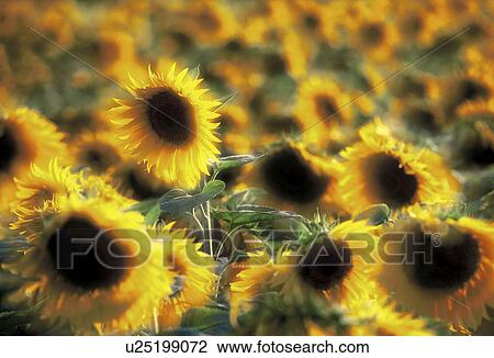 glowing, beam, flower, calf, beaming, helianthus, austria View Large Photo Image Stock Image - glowing, beam, flower, calf, beaming, helianthus, austria. Fotosearch