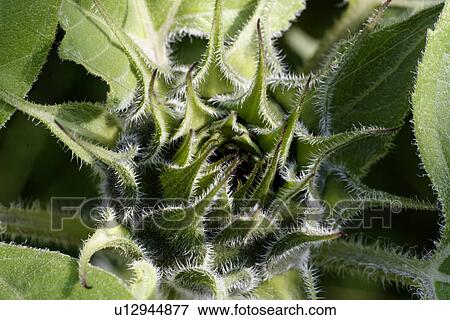 gluupoog, bloom, flower, closed, blossom, green, adligenswil View Large Photo Image Stock Photo - gluupoog, bloom, flower, closed, blossom, green, adligenswil. Fotosearch