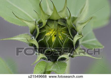 Stock Photo - green, bloom, gluupoog, flower, blossom, haas, adligenswil. Fotosearch