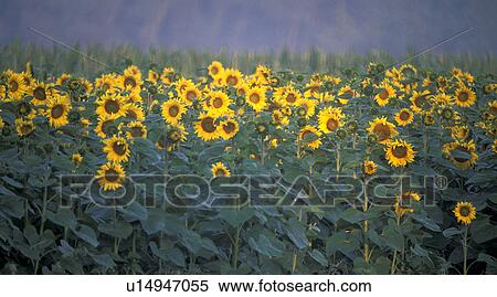 Stock Photography - helianthus, autumn, glowing, calf, burgenland, lafnitztal, austria. Fotosearch