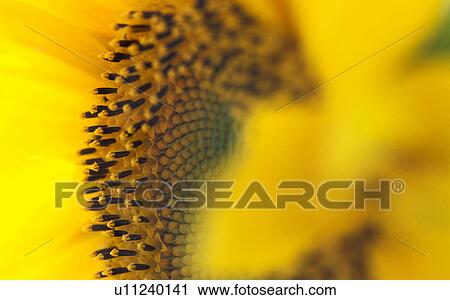 helianthus, beaming, calf, bright, blitheful, Lower Austria, austria View Large Photo Image Stock Image - helianthus, beaming, calf, bright, blitheful, Lower Austria, austria. Fotosearch