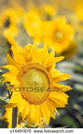 helianthus, beaming, calf, bright, blitheful, Lower Austria, austria View Large Photo Image Stock Image - helianthus, beaming, calf, bright, blitheful, Lower Austria, austria. Fotosearch