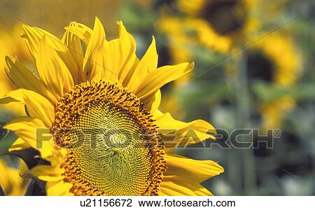 Stock Image - helianthus, beaming, calf, bright, blitheful, Lower Austria, austria. Fotosearch