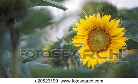 Stock Photo - helianthus, beaming, calf, bright, blitheful, Lower Austria, austria. Fotosearch