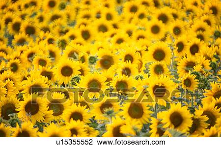 Stock Image - helianthus, beaming, glowing, calf, blitheful, Lower Austria, austria. Fotosearch