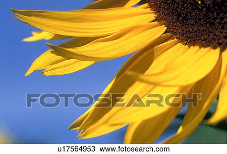helianthus, blue, flora, calf, burgenland, plant, austria View Large Photo Image Stock Image - helianthus, blue, flora, calf, burgenland, plant, austria. Fotosearch