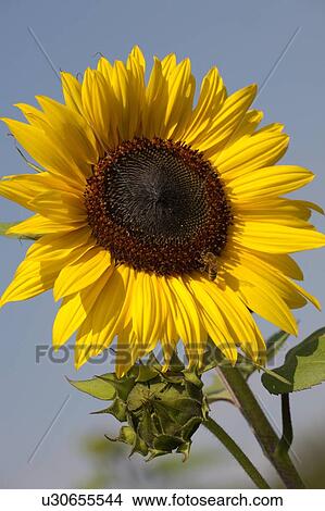 Picture - honigsammeln, agriculture, alexandra, bee, bloom, blue. Fotosearch