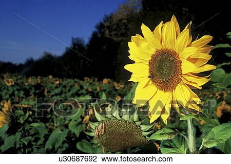 landscape, blue, hohenems, helianthus, calf, more sunflower, austria View Large Photo Image Stock Image - landscape, blue, hohenems, helianthus, calf, more sunflower, austria. Fotosearch