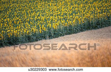 Lower Austria, calf, helianthus, evening light, cornfield, more sunflower, austria View Large Photo Image Stock Image - Lower Austria, calf, helianthus, evening light, cornfield, more sunflower, austria. Fotosearch