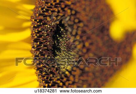 plant, burgenland, helianthus, flora, calf, robert, austria View Large Photo Image Stock Image - plant, burgenland, helianthus, flora, calf, robert, austria. Fotosearch