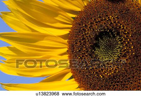 Stock Photo - plant, burgenland, helianthus, flora, calf, robert, austria. Fotosearch