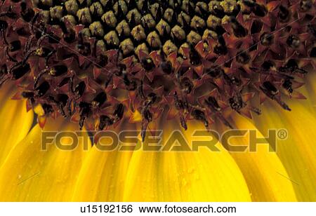 Stock Photograph - plant, burgenland, helianthus, flora, calf, robert, austria. Fotosearch