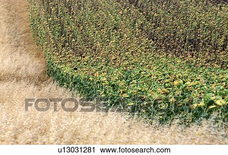 Stock Image - weinviertel, agriculture, austria, calf, cornfield, grain, Lower Austria. Fotosearch