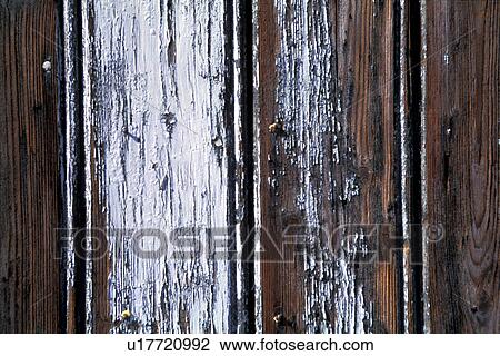 background, Bernhard, brown, CLOSE, close-up View Large Photo Image Stock Image - background, Bernhard, brown, CLOSE, close-up. Fotosearch