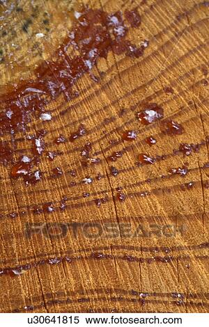 Stock Photography - background, Bernhard, brown, CLOSE, close-up, cow. Fotosearch