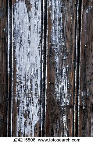 background, Bernhard, CLOSE, close-up View Large Photo Image Stock Photograph - background, Bernhard, CLOSE, close-up. Fotosearch