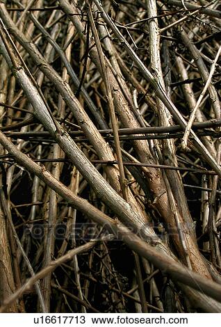 background, bough, branch, brown, CLOSE, close-up, jacques View Large Photo Image Stock Image - background, bough, branch, brown, CLOSE, close-up, jacques. Fotosearch