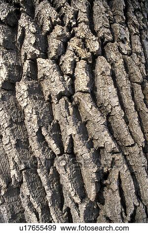 bark, Bernhard, brown, CLOSE, close-up, cow View Large Photo Image Stock Photo - bark, Bernhard, brown, CLOSE, close-up, cow. Fotosearch