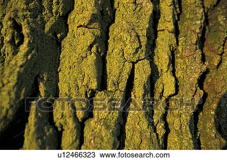 Stock Image - close-up, background, CLOSE, Bernhard, bark, abenddaemmerung. Fotosearch