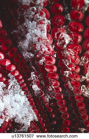 drink, background, close-up, CLOSE, cephalopod, animals View Large Photo Image Stock Photo - drink, background, close-up, CLOSE, cephalopod, animals. Fotosearch