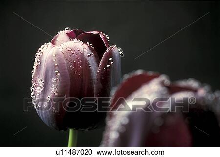 Bernhard, blooms, bloom, black, abloom View Large Photo Image Stock Image - Bernhard, blooms, bloom, black, abloom. Fotosearch