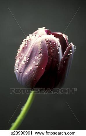 Bernhard, blooms, bloom, black, abloom View Large Photo Image Stock Image - Bernhard, blooms, bloom, black, abloom. Fotosearch