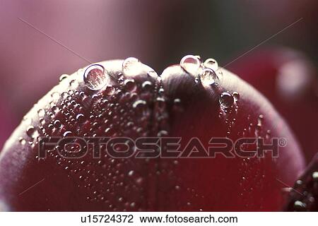 Stock Image - Bernhard, blossom, blooms, bloom, abloom. Fotosearch